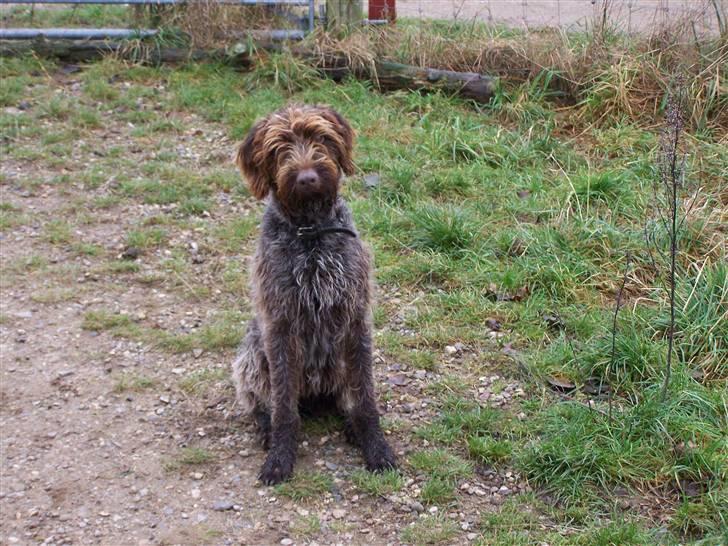 Ruhåret hønsehund Sussie  *RIP* - sidder jeg ikk bare flot nu billede 7