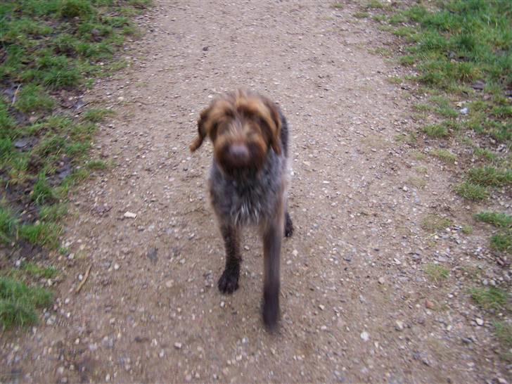 Ruhåret hønsehund Sussie  *RIP* - hmmm. det er altså svært at blive stående. vil så gerne hen til jer billede 9