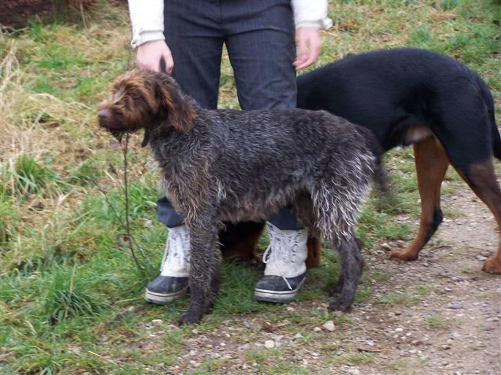 Ruhåret hønsehund Sussie  *RIP* - sådan ser jeg så ud fra siden billede 10