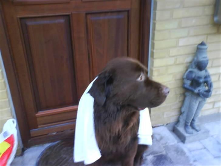 Blanding af racer Bobbi Brown - jeg har lige været i bad og jeg bliver tørret billede 17