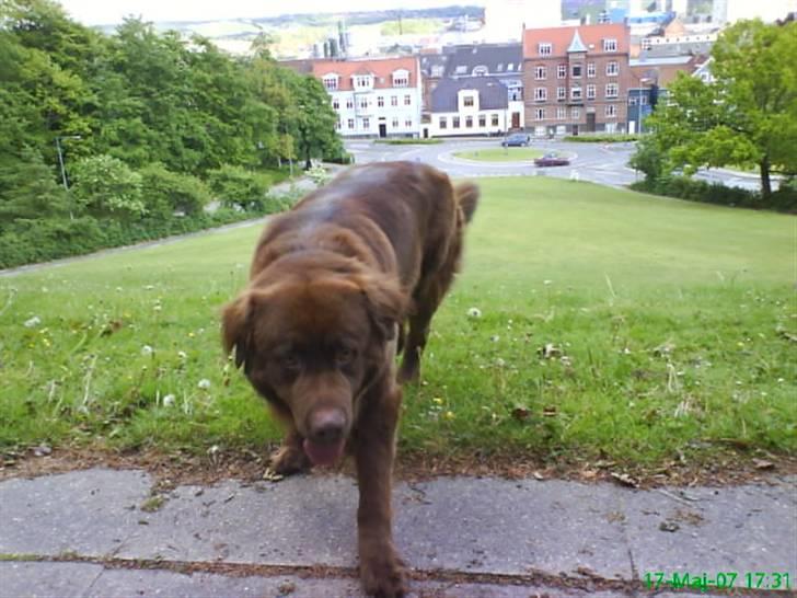 Blanding af racer Bobbi Brown billede 18