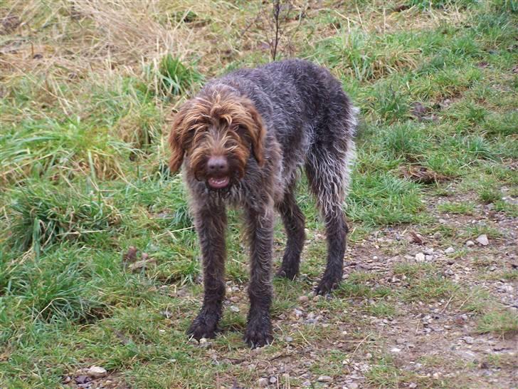 Ruhåret hønsehund Sussie  *RIP* - jeg kan os se lidt farlig ud, hvis jeg vil billede 11