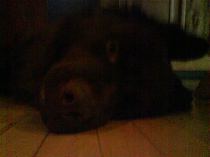 Blanding af racer Bobbi Brown - nååå er jeg ikke sød. billede 19