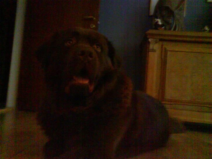 Blanding af racer Bobbi Brown billede 20