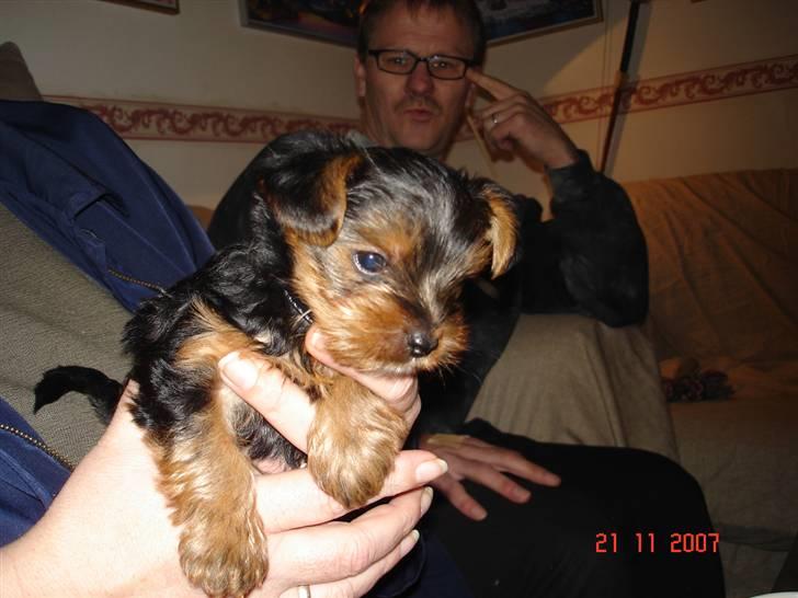 Yorkshire terrier Ludwig - 6 uger gammel billede 1