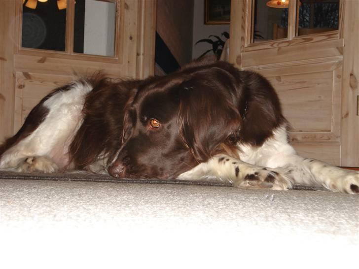 Kleiner münsterländer Esben **DØD 10/6 2008** billede 1