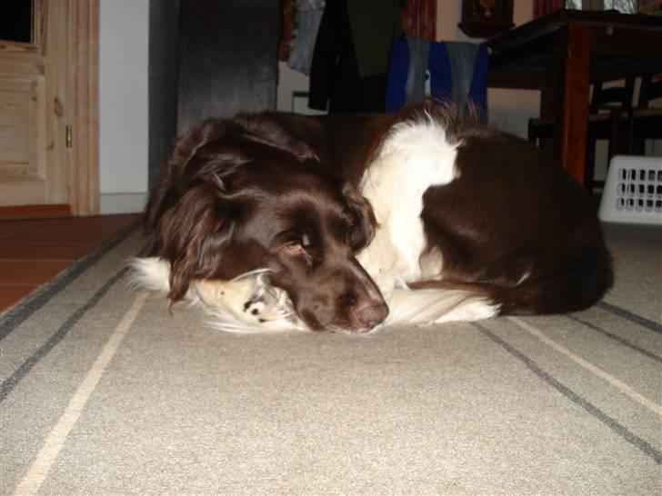 Kleiner münsterländer Esben **DØD 10/6 2008** billede 2