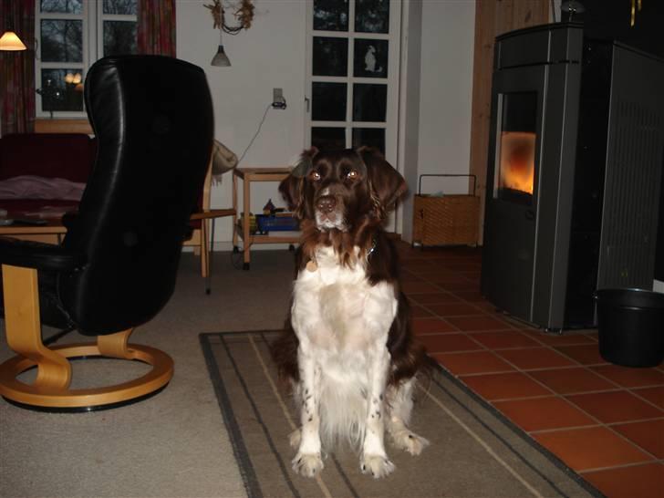 Kleiner münsterländer Esben **DØD 10/6 2008** billede 3