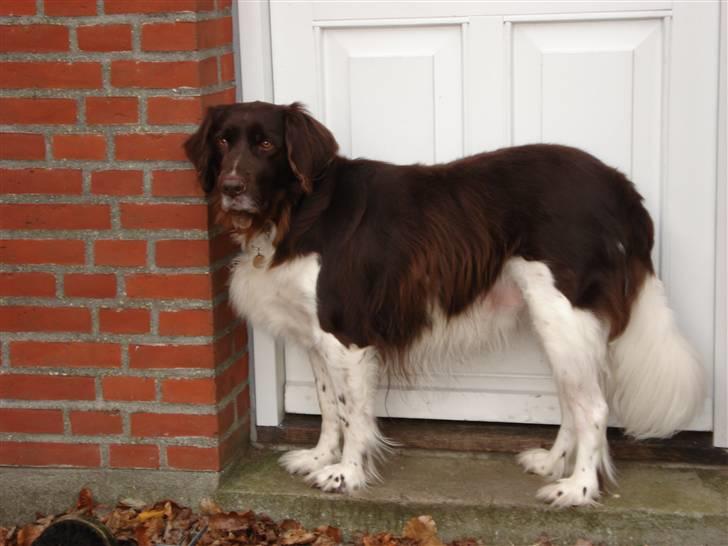 Kleiner münsterländer Esben **DØD 10/6 2008** billede 4