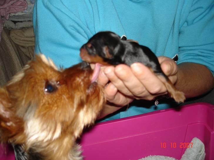 Yorkshire terrier Ludwig - Her er jeg nogle få timer gammel og min hundemor er ikke meget for at jeg bliver taget op billede 2