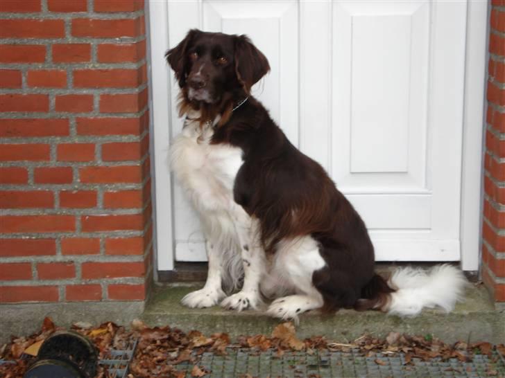 Kleiner münsterländer Esben **DØD 10/6 2008** billede 5