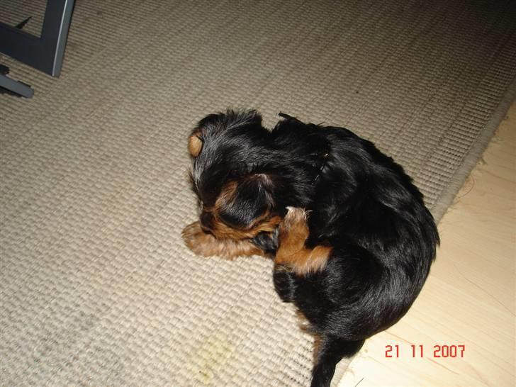 Yorkshire terrier Ludwig - Århhhh, halsbånd er noget opreklameret møg ;-)) billede 3