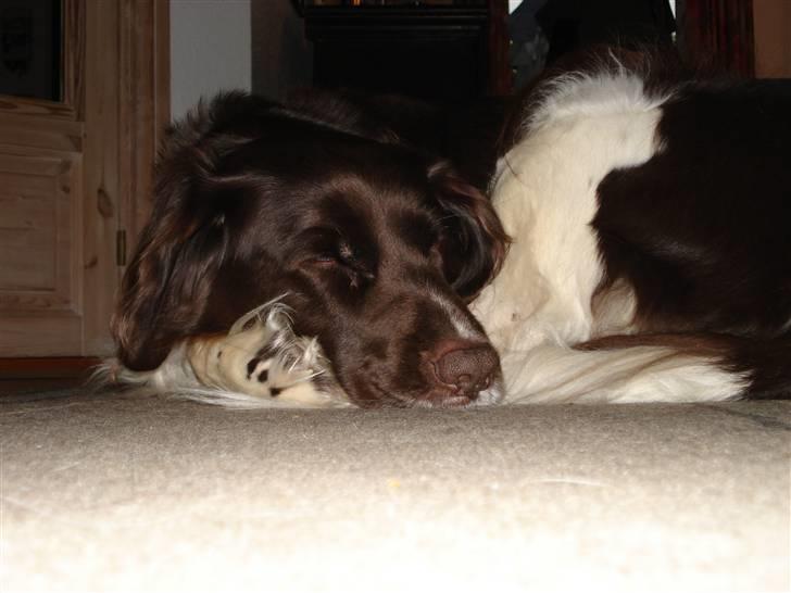 Kleiner münsterländer Esben **DØD 10/6 2008** billede 6