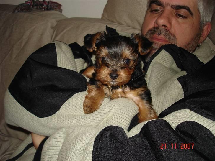 Yorkshire terrier Ludwig - Jeg kan klare alt og alle herfra  :-))) billede 4