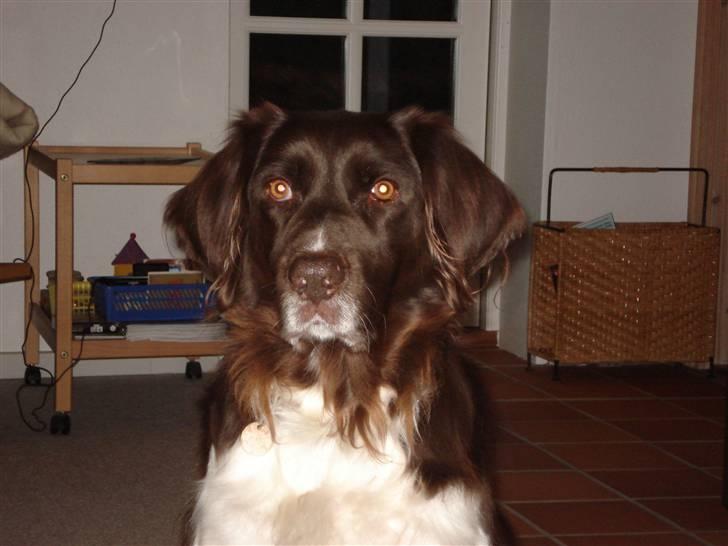 Kleiner münsterländer Esben **DØD 10/6 2008** billede 7