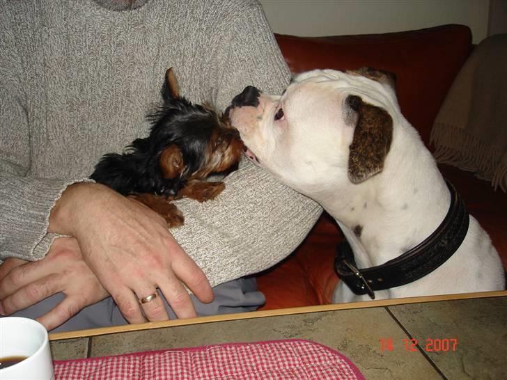Yorkshire terrier Ludwig - Så er jeg flyttet hjem til Mathilde og hilser på hende første gang i mit nye hjem billede 5