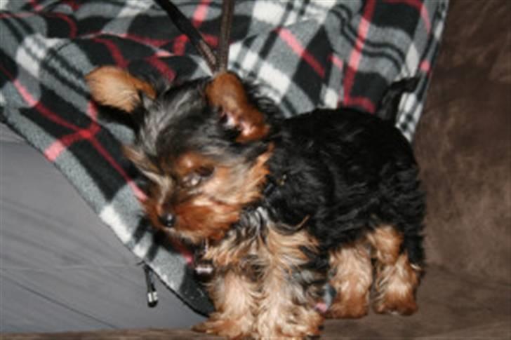 Yorkshire terrier Ludwig - Her er jeg så i fuld figur :-) billede 6