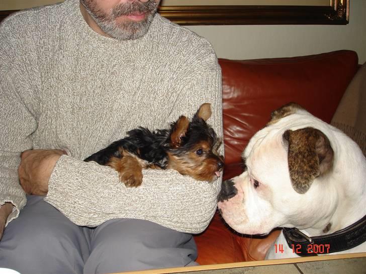 Yorkshire terrier Ludwig - Jeg vil godt kysse med Mathilde :-)) billede 7