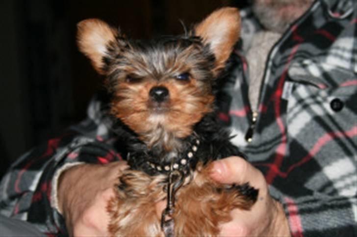 Yorkshire terrier Ludwig - Nej jeg er ikke fræk ;-)) billede 8
