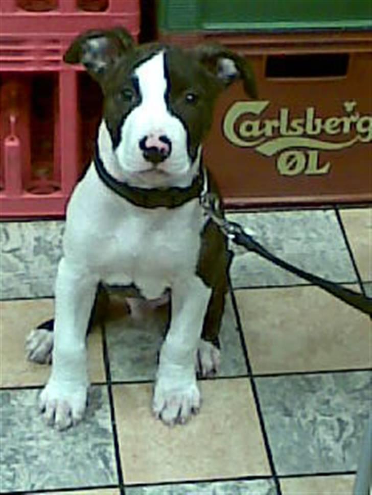 Amerikansk staffordshire terrier Armani - Farlige armani.D billede 1