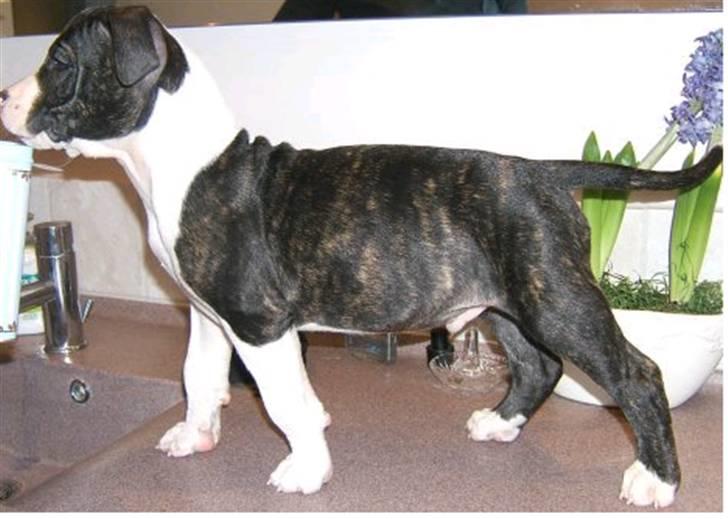 Amerikansk staffordshire terrier Armani - WoW ser jeg ikke bare muskelløs ud:D billede 2