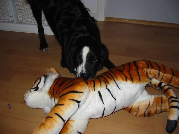 Blanding af racer Bailey - Det er altså MIN tiger bamse... billede 9