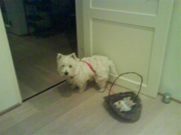 West highland white terrier Coco - min lille julehund.." Med kane og og bamser". billede 12