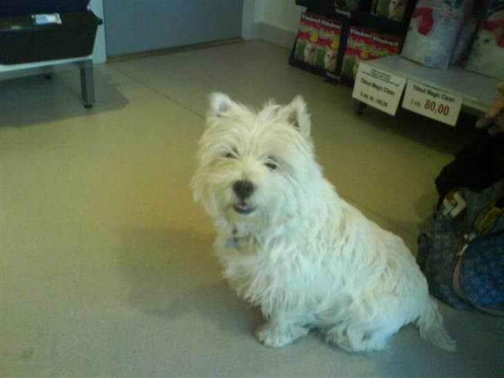 West highland white terrier Coco - Coco ved dyrlægen... billedet blev taget inden hun skulle ind og schanes og se om hun havde hvapser i maven..     Men der var ikk noget =( billede 13