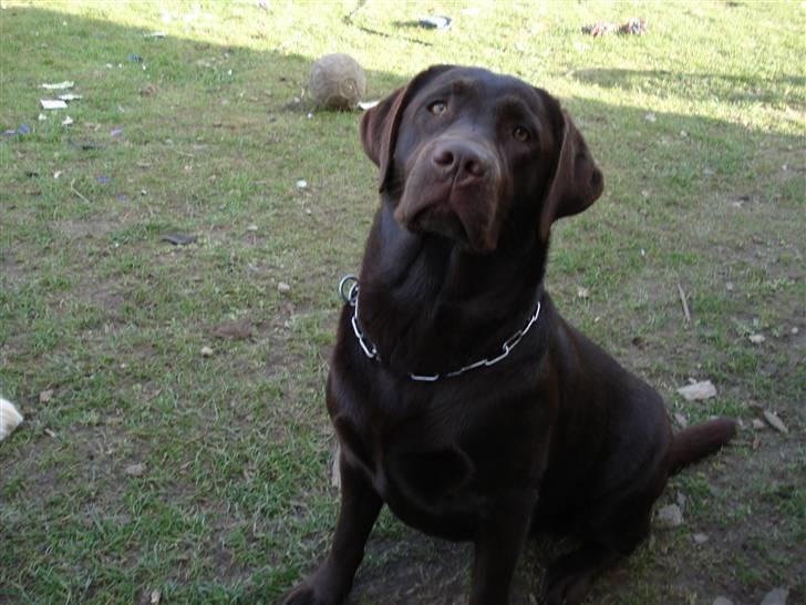 Labrador retriever Cocio billede 6