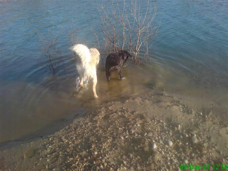 Labrador retriever Cocio - Ja... her er mig og balto igang med at hygge os  billede 7