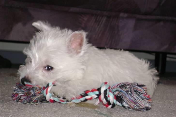 West highland white terrier Rødebros Balou - Er jeg fræk eller hvad??? billede 5