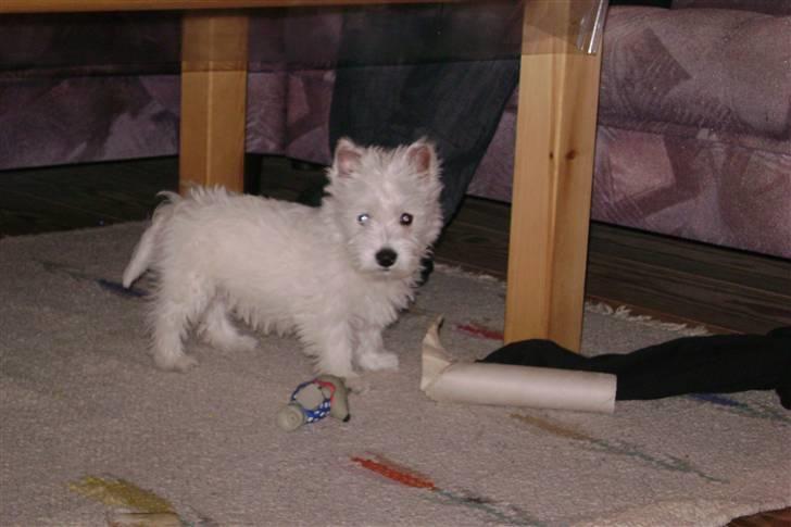 West highland white terrier Rødebros Balou billede 6