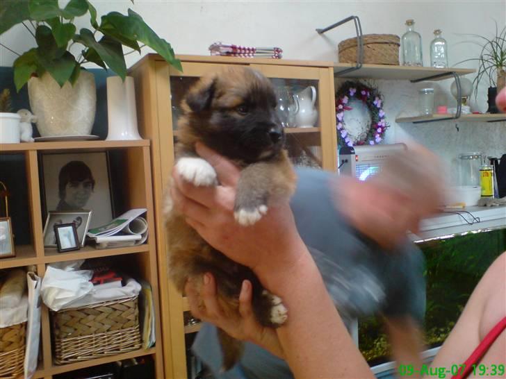 Islandsk fårehund Kato - Han var 5 uger gammel da vi var nede at se ham for første gang:0) billede 18