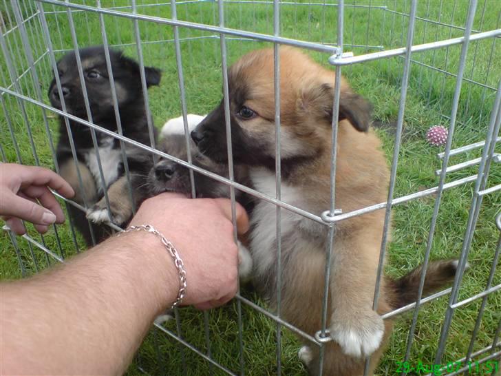 Islandsk fårehund Kato - Vi var nede at hente ham i Agerskov, fik lige et billede af en af hans brødre. billede 19