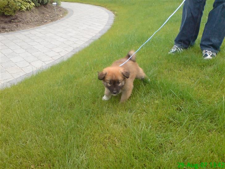 Islandsk fårehund Kato - Var lige kommet hjem med ham, og dette var hans første tur i hans egen have :0)  billede 20