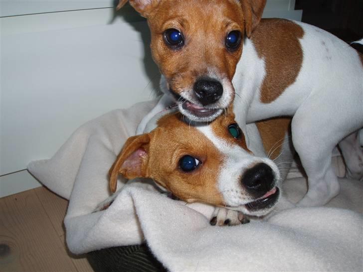 Dansk svensk gaardhund Liva - Liva (øverst) med racefællen Luna billede 1