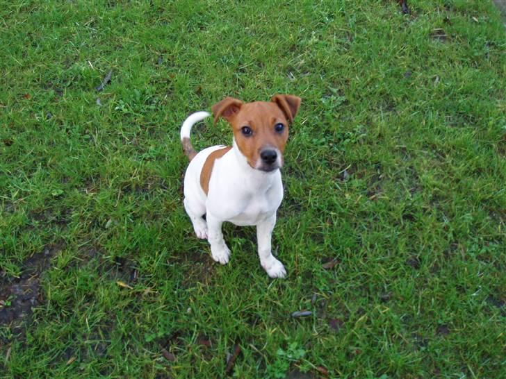 Dansk svensk gaardhund Liva billede 2