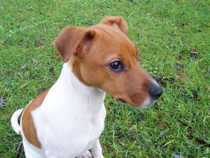 Dansk svensk gaardhund Liva billede 3