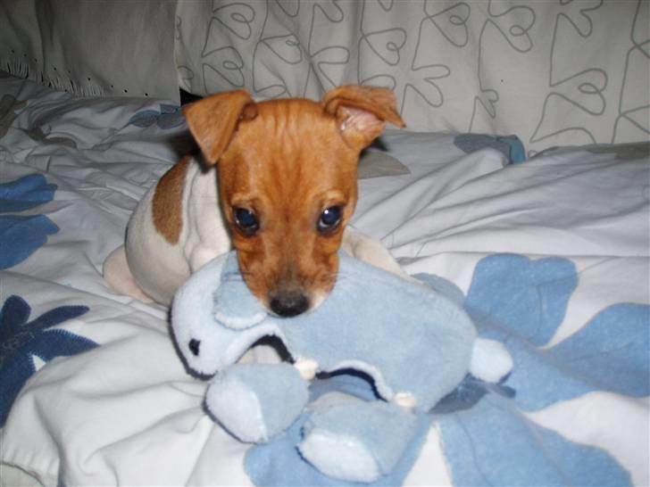 Dansk svensk gaardhund Liva - Liva 8 uger med sin første tyggebamse billede 4