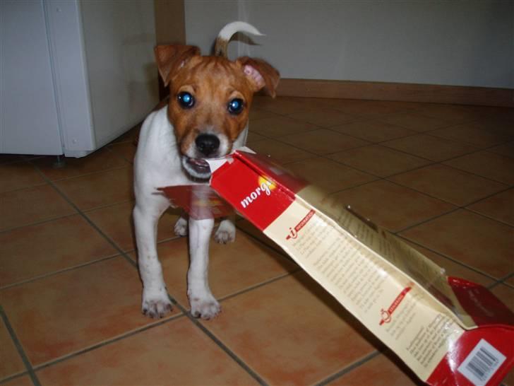 Dansk svensk gaardhund Liva - Liva var lige på rov i skraldespanden billede 5