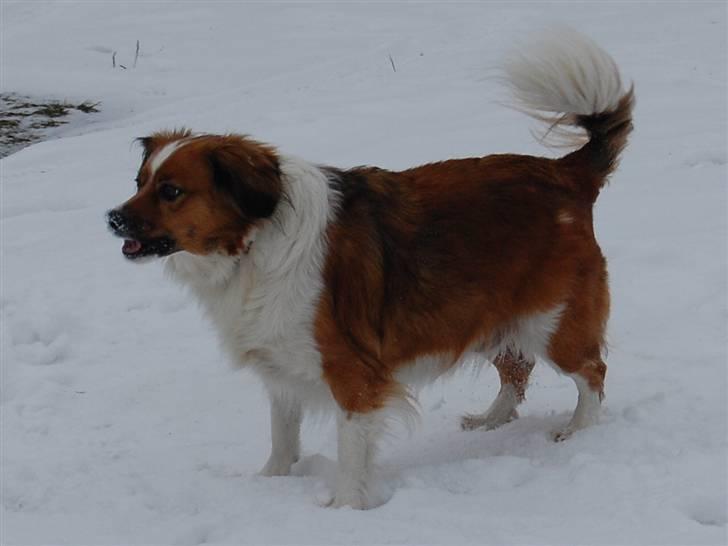 Blanding af racer Sally billede 4