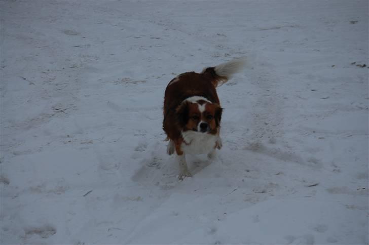 Blanding af racer Sally billede 5