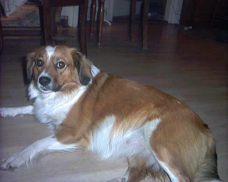 Blanding af racer Sally billede 6