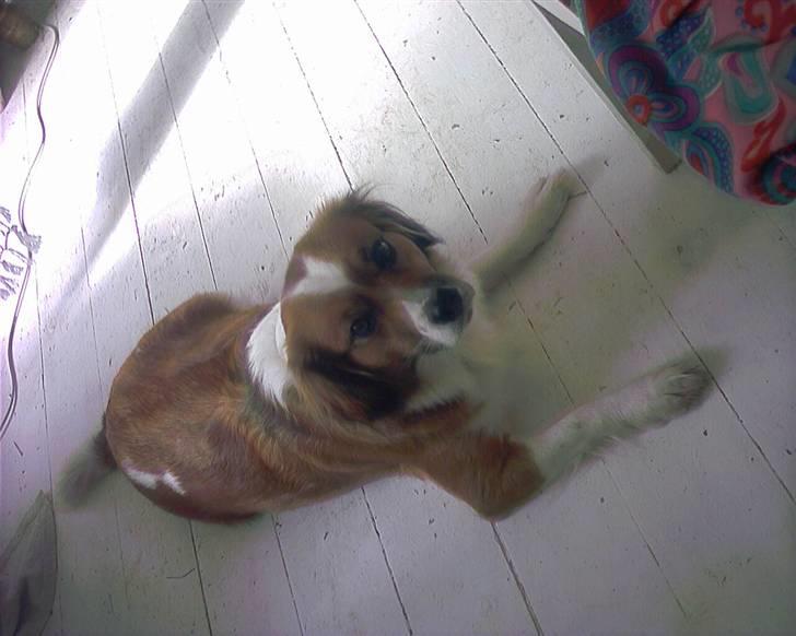 Blanding af racer Sally billede 7