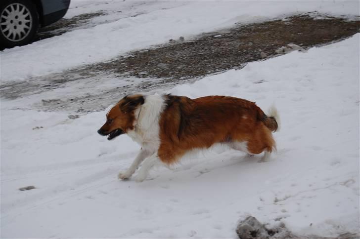 Blanding af racer Sally billede 8