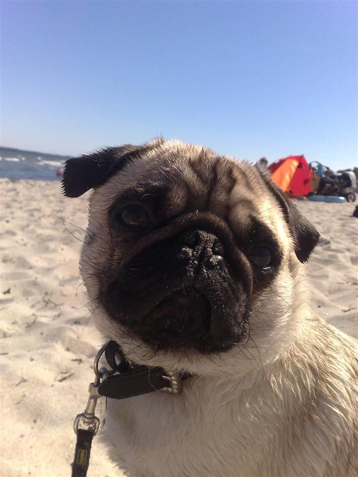 Mops Enzo :) - En dejlig dag på stranden....  billede 17