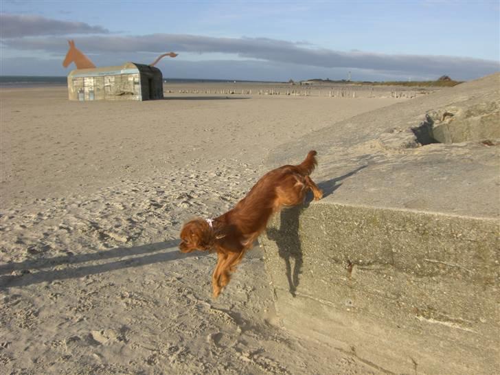 Cavalier king charles spaniel Mille DØD den 29 Juni 2012. - En dejlig ferie i Blåvand billede 10