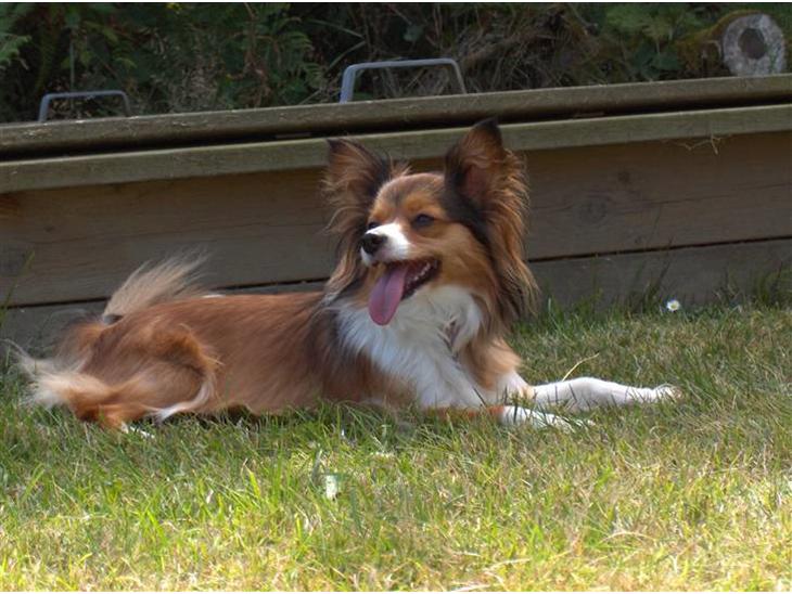 {{currentPhoto.altText}} billede {{currentPhoto.number}}