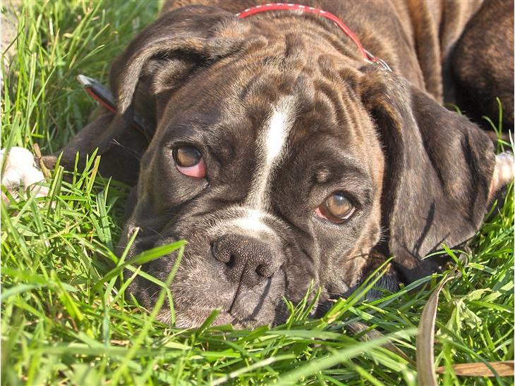 Boxer Bella - Bella med tilnavnet Bellisimo (nogle gange er tilvnavnet "Bandit") billede 1