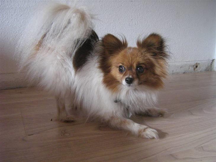 Papillon Idéfix 2002 Han er en sød lille hund, som&hellip;